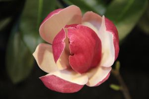 Magnolia "Satisfaction'