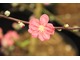 Prunus persica "Melred"