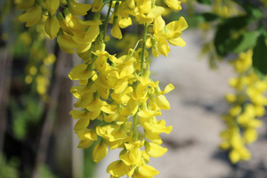  Laburnum watereri - złotokap Waterera