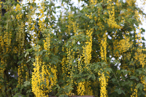 Laburnum watereri - złotokap Waterera