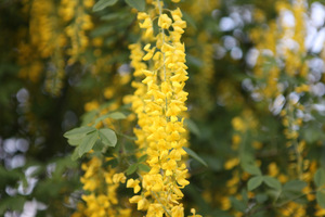 Laburnum watereri - złotokap Waterera