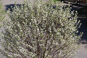 Prunus cerasus "Umbraculifera"