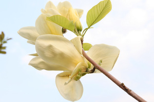 Magnolia