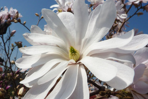 Magnolia stellata