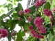 Crataegus oxyacantha "Paul's Scarlet"