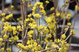 Cornus mas