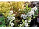 Exochorda racemosa 'Niagara'