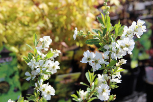 Exochorda racemosa 'Niagara'