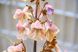 Paulownia tomentosa