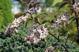 Prunus padus "Colorata"