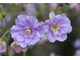 Geranium pratense 'Summer Skies' kwitnie wczesnym latem i wymaga lekko kwaśnej gleby