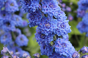 Niesamowite kwiaty ostróżki (Delphinium)