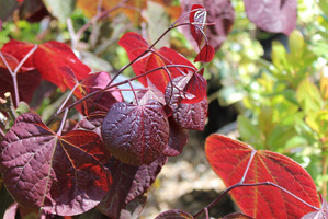 Cercis canadensis "Forest Pansy" - liście jesienią