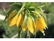 Fritillaria imperialis 'Lutea'  ma żółte kwiaty, fot. Danuta Młoźniak