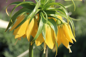 Fritillaria imperialis 'Lutea'  ma żółte kwiaty, fot. Danuta Młoźniak