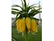 Fritillaria imperialis 'Lutea'  to interesująca odmiana do wszelkich zestawień z innymi  roślinami cebulowymi, fot. Danuta Młoźniak