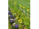 Fritillaria imperialis 'Lutea' dobrze się komponuje w ogrodzie z kwiatami o niebieskich barwach, fot. Danuta Młoźniak