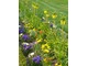 Fritillaria imperialis 'Lutea' dobrze się komponuje w ogrodzie z kwiatami o niebieskich barwach, fot. Danuta Młoźniak