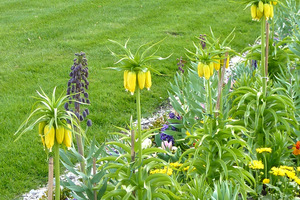 Tutaj widać obok inną szachownicę - czarną Fritillaria persica (szachownica perska), fot. Danuta Młoźniak