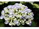 Hydrangea macrophylla "Ayesha"