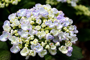 Hydrangea macrophylla "Ayesha"