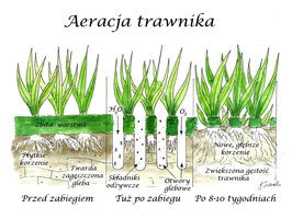 Aeracja trawnika - przekrój