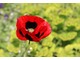 Papaver rhoeas 'Bridal Silk'