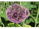 Allium nigrum