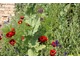 Papaver rhoeas 'Bridal Silk'