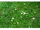 Chwasty dwuliścienne mogą zdominować trawę, dlatego pozbywamy się ich przy pomocy herbicydu selektywnego