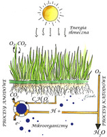 Fotosynteza trawnika
