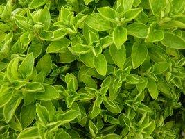 Oregano