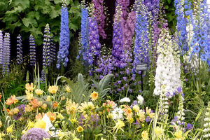 Galeria ostróżek na wystawie Chelsea Flower Show