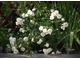 'Swany' - najpopularniejsza biała róża okrywowa