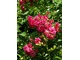 'Rody' - róża krzewiasta o cechach róży okrywowej