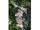 'Weisse Immensee' - róża osiagająca bardzo dużą rozpiętość, często spotykana w nasadzeniach parkowych