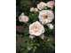 'Aspirin-Rose' - wielokwiatowa róża okrywowa, z certyfikatem jakości ADR za 1995 rok