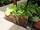 Zioła i warzywa w wiklinowym koszyku