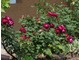 'Cardinal Hume' krzewiata róża o rozłożystych pędach