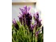 Lavandula stoechas 