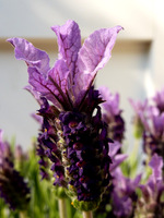 Lavandula stoechas 