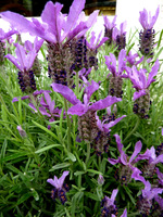 Lavandula stoechas 