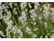 Lavandula angustifolia "Alba"