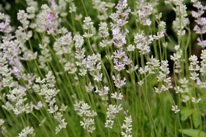 Lavandula angustifolia "Alba"