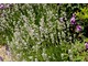 Lavandula angustifolia "Alba" z fioletowym pszonakiem