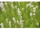 Białe kwiaty lawendy wąskolistnej "Alba"