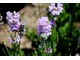 Lavandula angustifolia "Roseum"