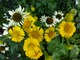 Dzielżany (Helenium) i jeżówki (Echinacea)