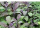  Salvia officinalis "Purpurascens"
