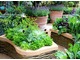 Zioła z warzywami i roślinami ozdobnymi (Chelsea Flower Show 2011)